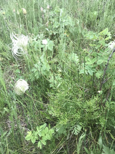 iNaturalist observation 2022-07-06