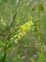 Melilotus officinalis