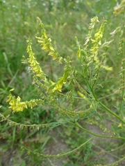 Melilotus officinalis