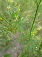 Melilotus officinalis