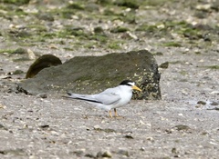 Sternula antillarum