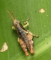 Eujivarus meridionalis