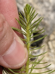Liatris glandulosa