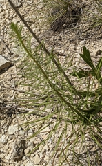 Liatris glandulosa