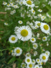 Erigeron annuus