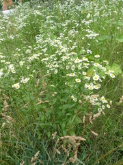 Erigeron annuus