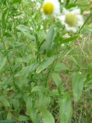 Erigeron annuus