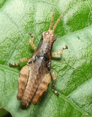 Eujivarus meridionalis