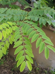 Cassia javanica