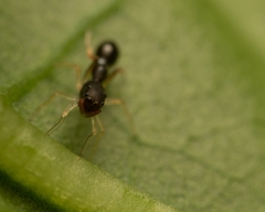 Synemosyna formica