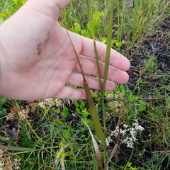 Panicum virgatum cubense