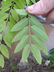 Cassia javanica