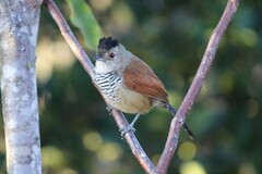 Thamnophilus torquatus