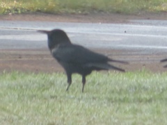 Corvus capensis