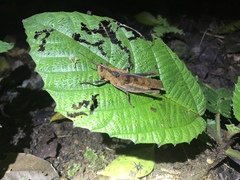 Colpolopha latipennis