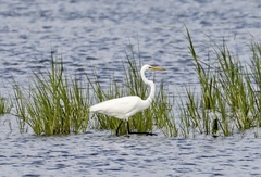 Ardea alba