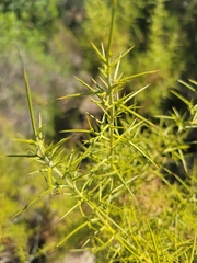 Genista hispanica