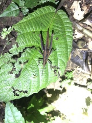 Colpolopha latipennis