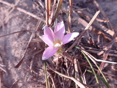 Romulea atrandra lewisiae