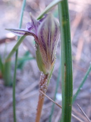 Romulea atrandra lewisiae