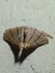 Orudiza protheclaria