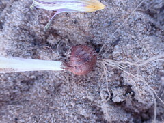 Romulea atrandra lewisiae