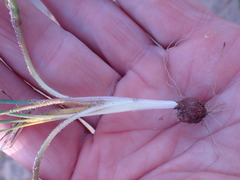 Romulea atrandra lewisiae