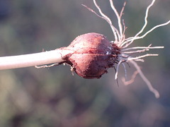 Romulea atrandra lewisiae