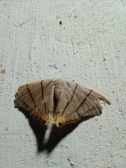 Orudiza protheclaria