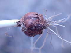Romulea atrandra lewisiae