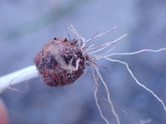 Romulea atrandra lewisiae