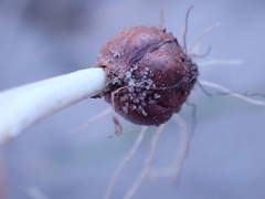 Romulea atrandra lewisiae