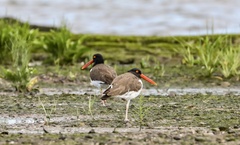 Haematopus palliatus