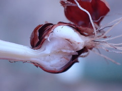 Romulea atrandra lewisiae