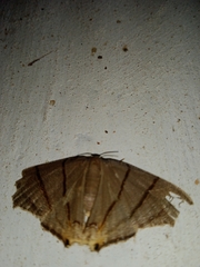 Orudiza protheclaria