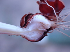 Romulea atrandra lewisiae