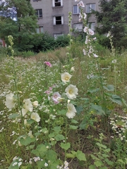 Alcea rosea