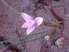 Romulea atrandra lewisiae