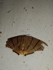 Orudiza protheclaria