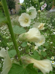 Alcea rosea