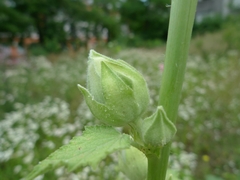 Alcea rosea
