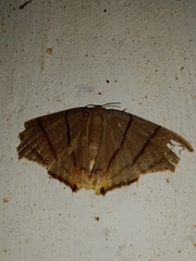Orudiza protheclaria