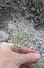 Lechea tenuifolia