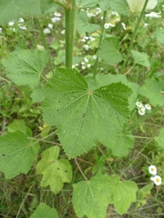 Alcea rosea