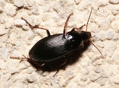 Calathus fuscipes