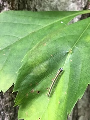 Epipaschia superatalis