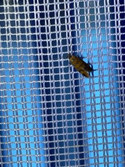 Promalactis procerella