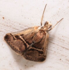 Titanio normalis