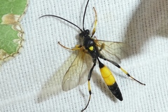 Ichneumon confusor