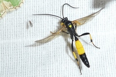 Ichneumon confusor